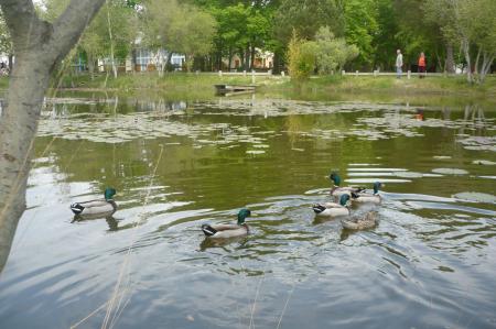 des  colvert